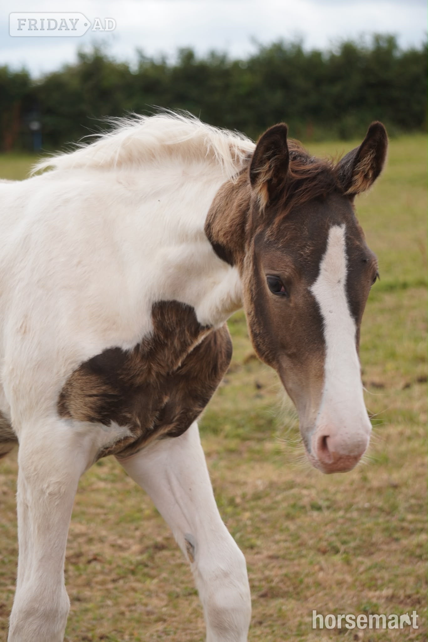 "Springtyme Gilded Cloud " Tobiano Colt Youngstock / Foal - Horses