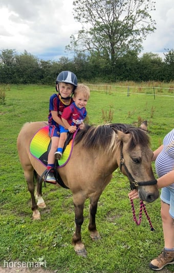 "Milo" Dun Gelding Lead Rein/First Ridden Pony