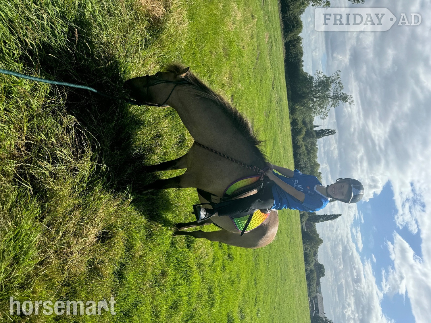 "Milo" Dun Gelding Lead Rein/First Ridden Pony - Horses