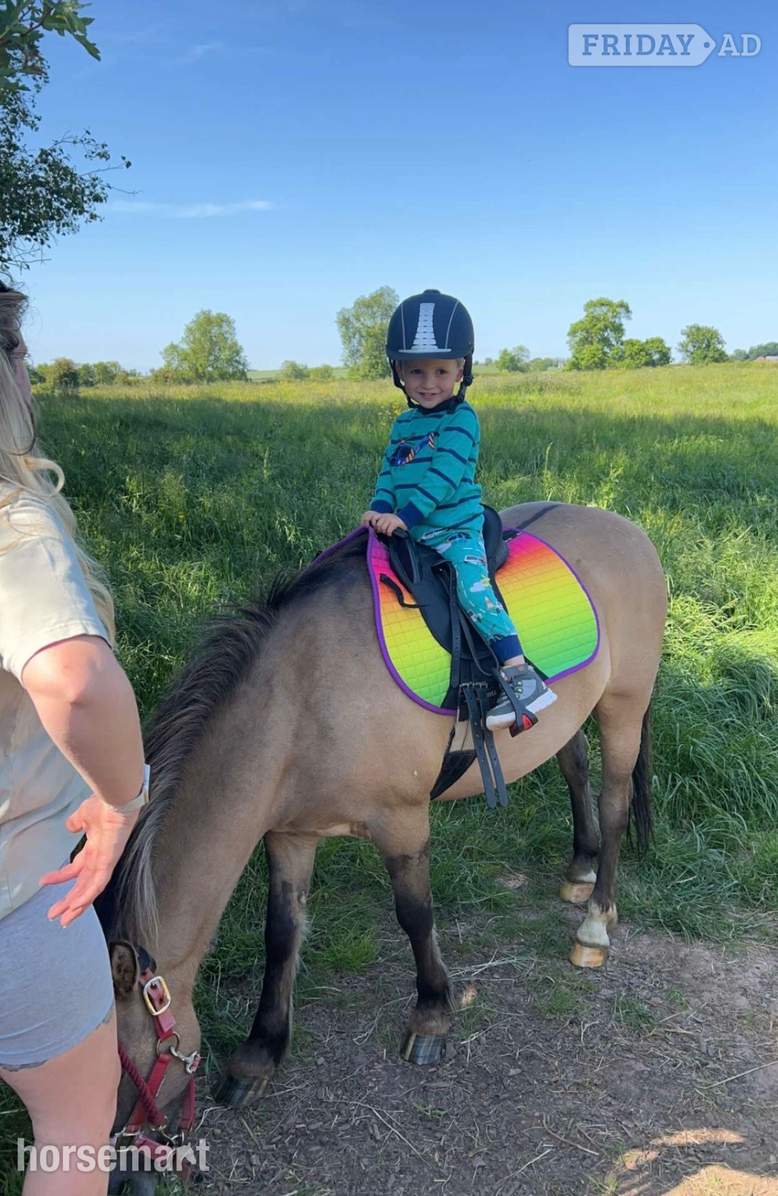 "Milo" Dun Gelding Lead Rein/First Ridden Pony - Horses in Austrey