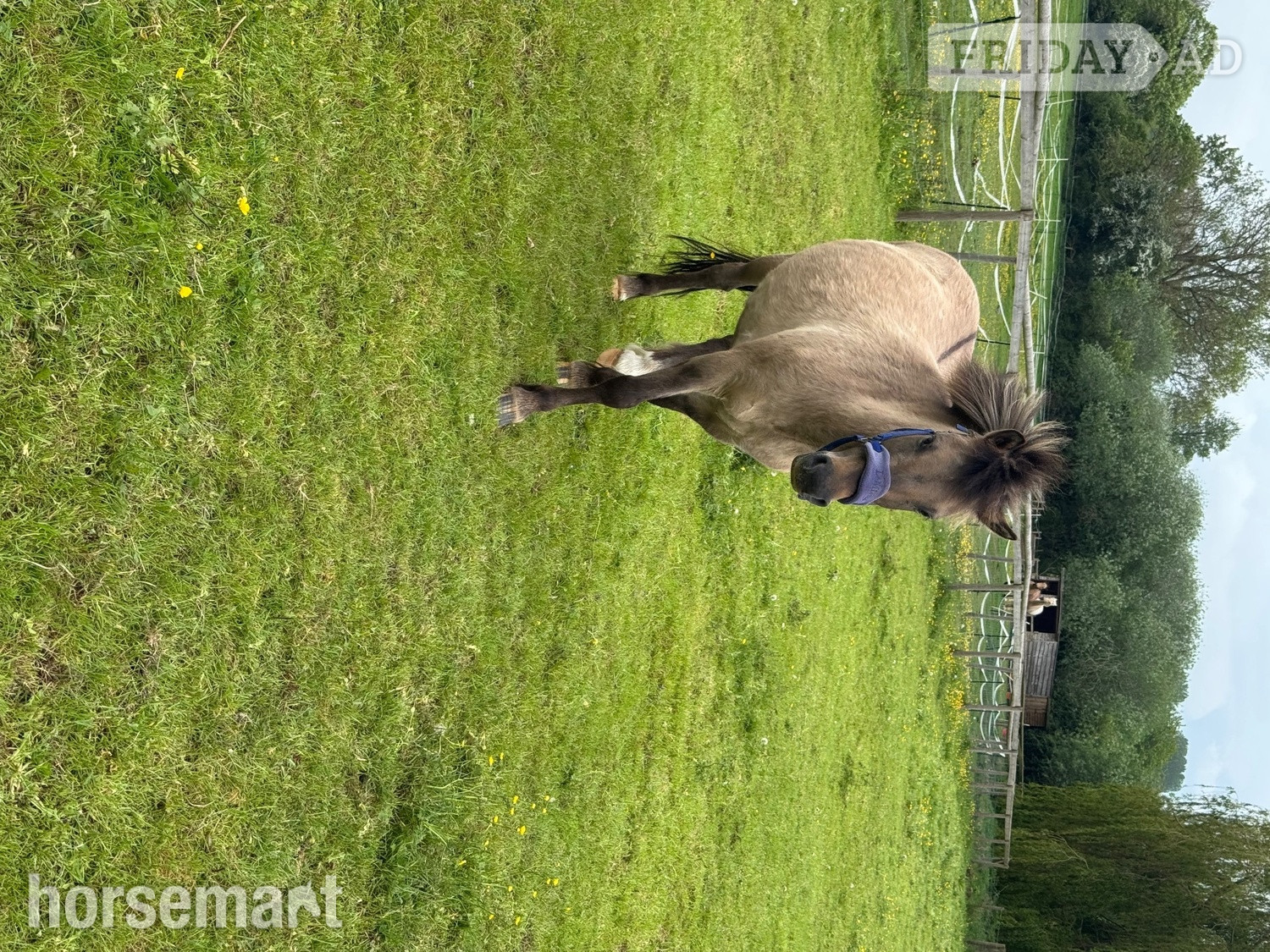 Austrey "Milo" Dun Gelding Lead Rein/First Ridden Pony