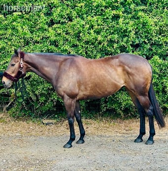 "Freya"  Mare All Rounder