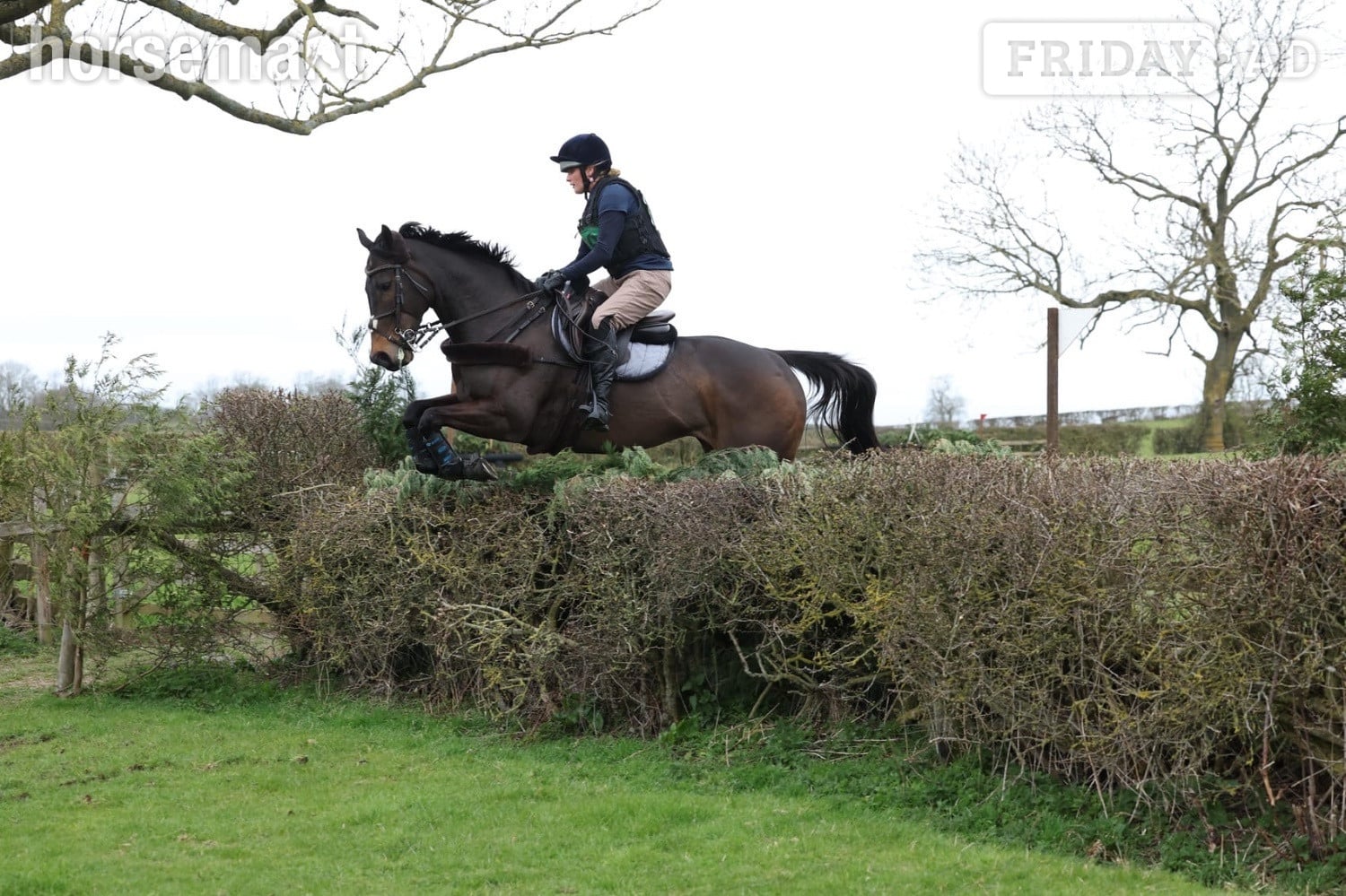"Freya"  Mare All Rounder