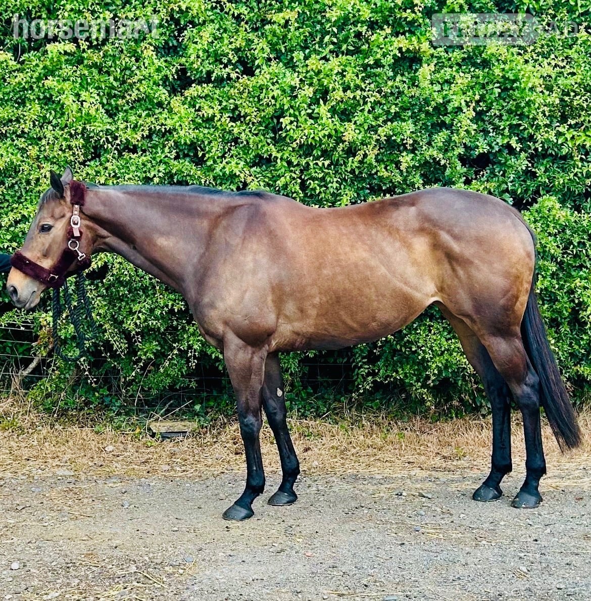 "Freya"  Mare All Rounder in Leicester