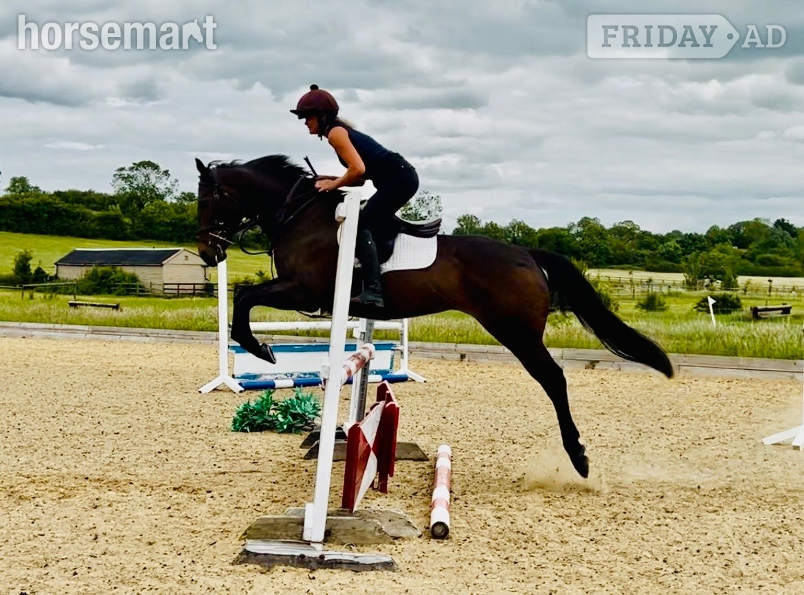 Leicester "Freya"  Mare All Rounder