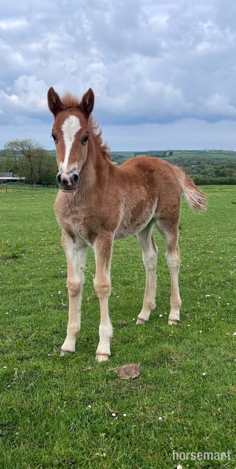 "Bartonhill See Emily Play" Chestnut Filly Youngstock / Foal