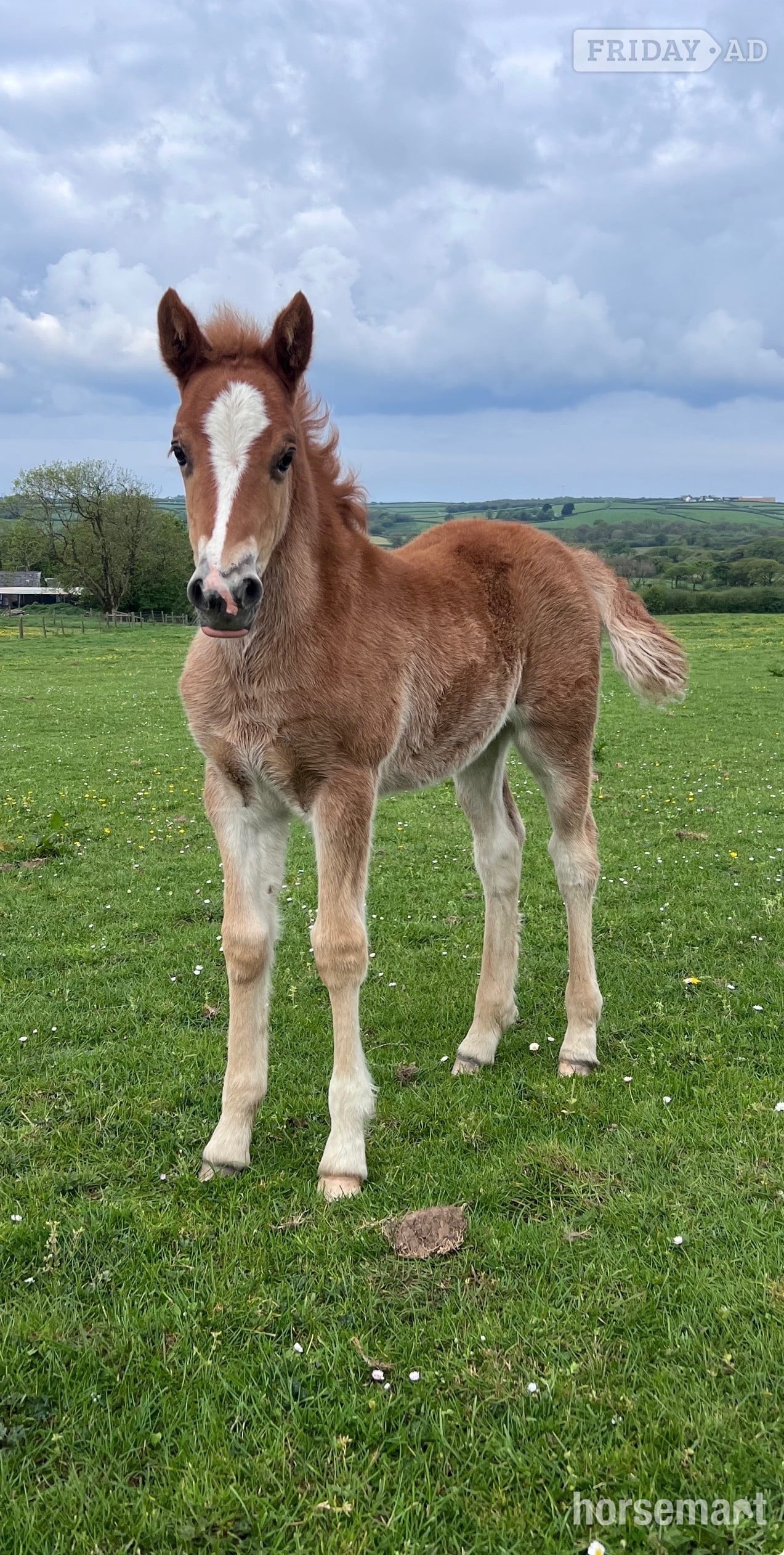 "Bartonhill See Emily Play" Chestnut Filly Youngstock / Foal in Bude