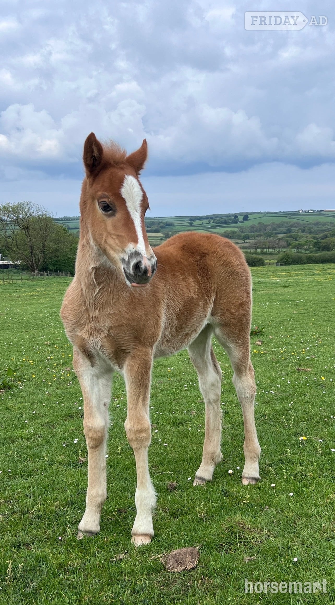 "Bartonhill See Emily Play" Chestnut Filly Youngstock / Foal