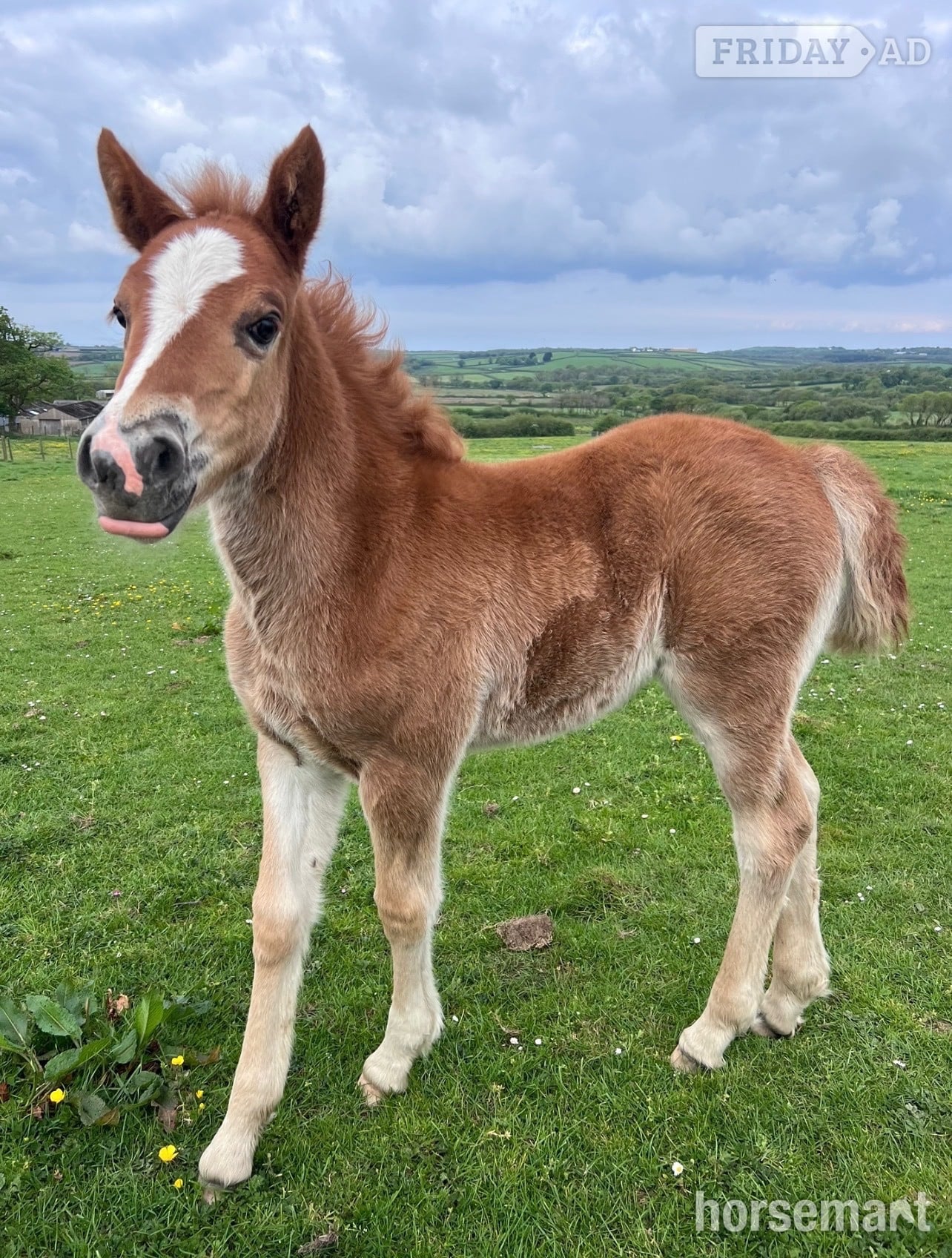 Bude "Bartonhill See Emily Play" Chestnut Filly Youngstock / Foal