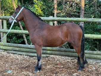 "Abersenny Sorcerer " Bay Gelding Youngstock / Foal