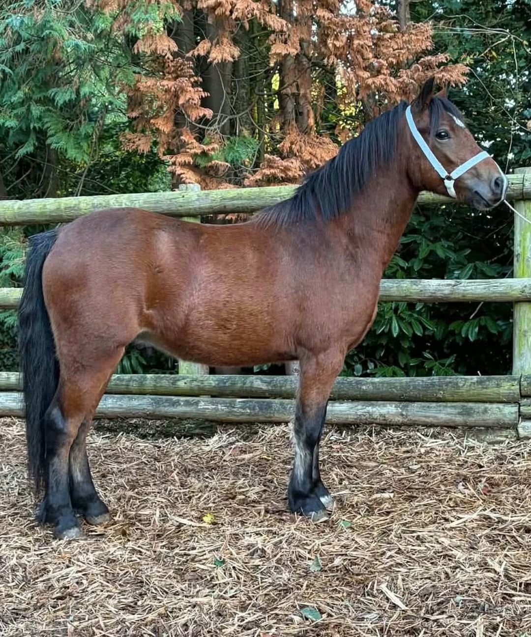 "Abersenny Sorcerer " Bay Gelding Youngstock / Foal