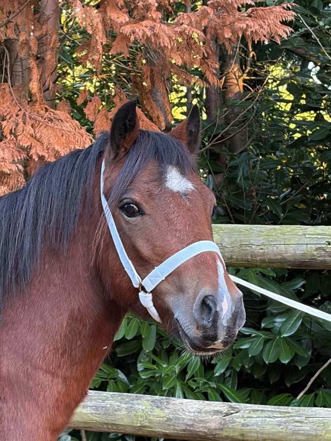 Boncath "Abersenny Sorcerer " Bay Gelding Youngstock / Foal
