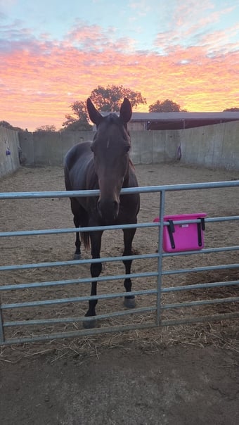 15.3 Thoroughbred help to back