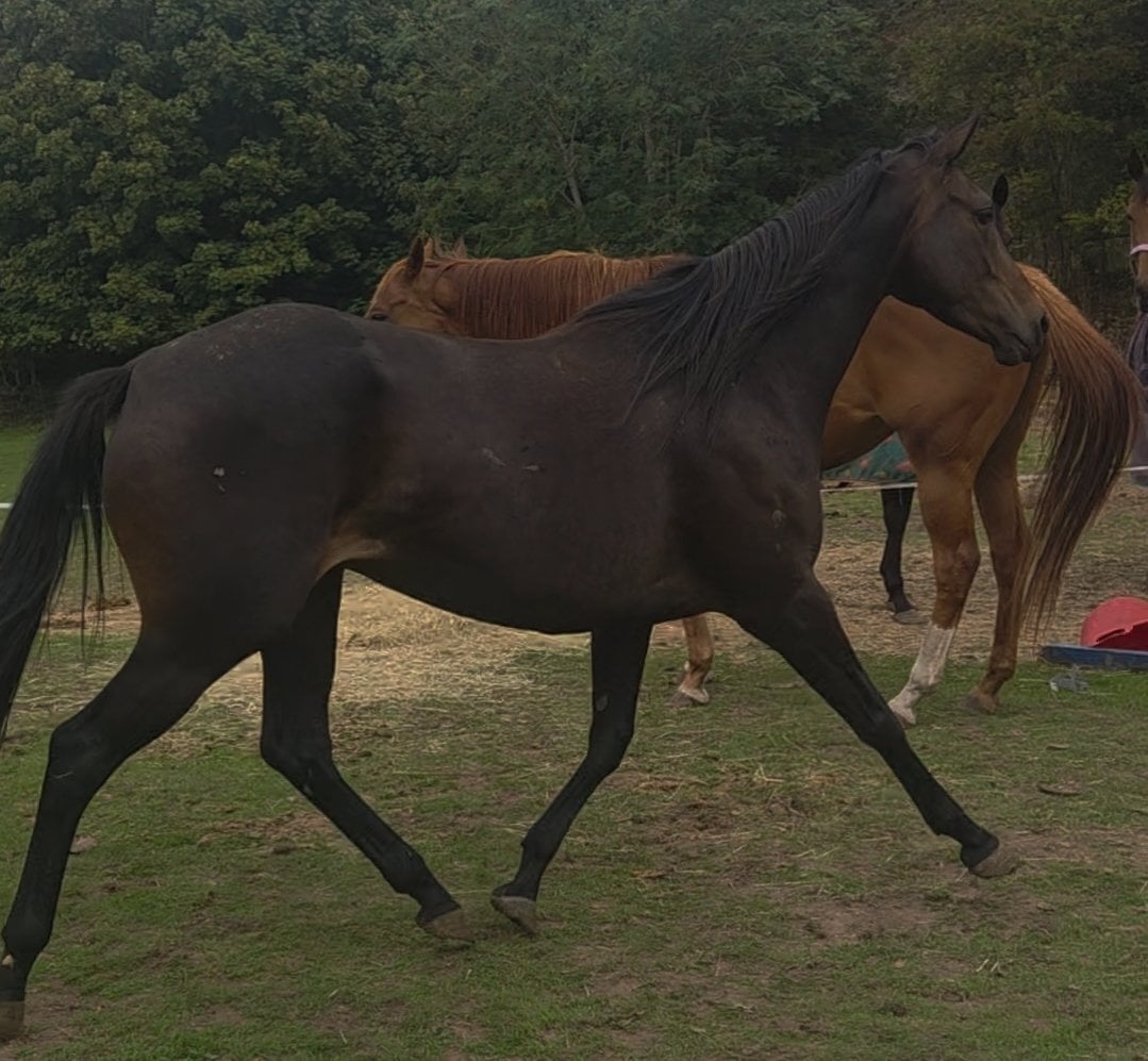 15.3 Thoroughbred help to back - Horses in Wakefield