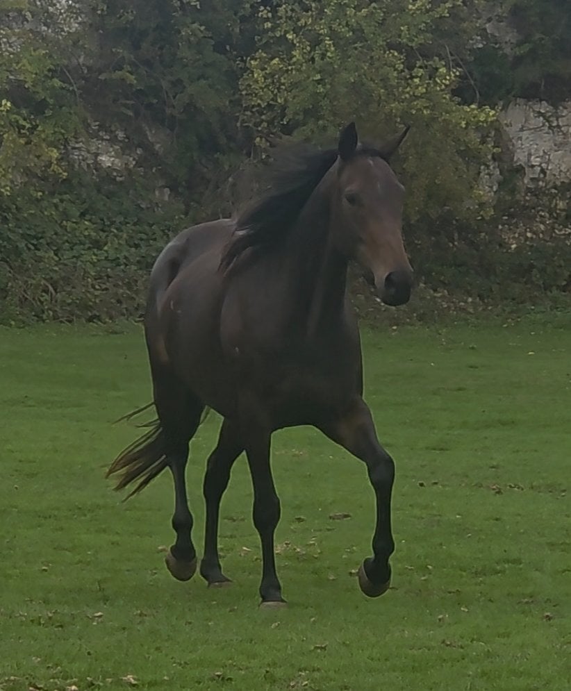 15.3 Thoroughbred help to back - Horses