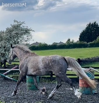 "3 yrs Irish Draught " Dapple Grey Filly Showing Horse