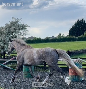 "3 yrs Irish Draught " Dapple Grey Filly Showing Horse in Leeds
