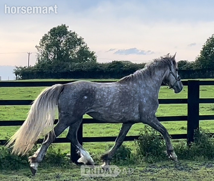"3 yrs Irish Draught " Dapple Grey Filly Showing Horse - Horses in Leeds