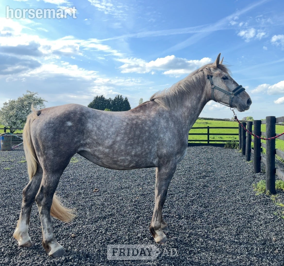 Leeds "3 yrs Irish Draught " Dapple Grey Filly Showing Horse
