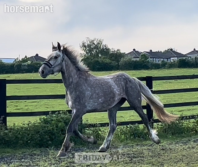 "3 yrs Irish Draught " Dapple Grey Filly Showing Horse