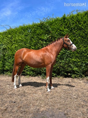 "Green cottage collaboration ( Luna )" Chestnut Filly Young Sport Horse