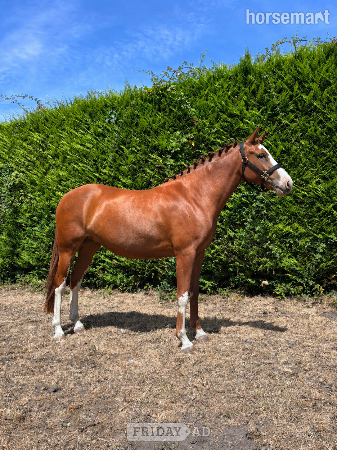 "Green cottage collaboration ( Luna )" Chestnut Filly Young Sport Horse in Minstead