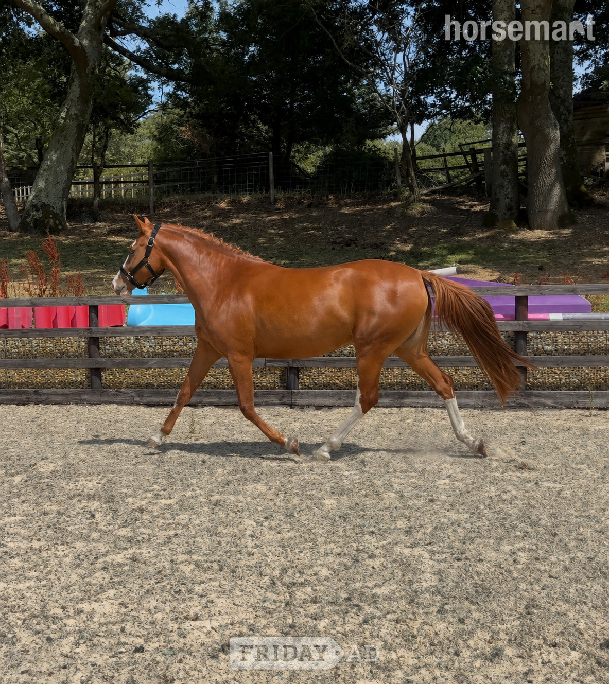"Green cottage collaboration ( Luna )" Chestnut Filly Young Sport Horse