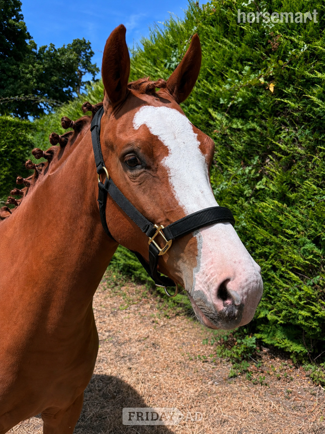 Minstead "Green cottage collaboration ( Luna )" Chestnut Filly Young Sport Horse