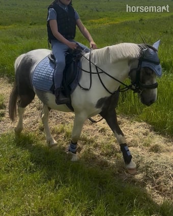 "Munchkin" Blue &amp; White Gelding Pony Club Pony