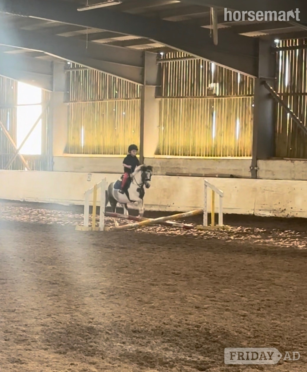 "Munchkin" Blue &amp; White Gelding Pony Club Pony