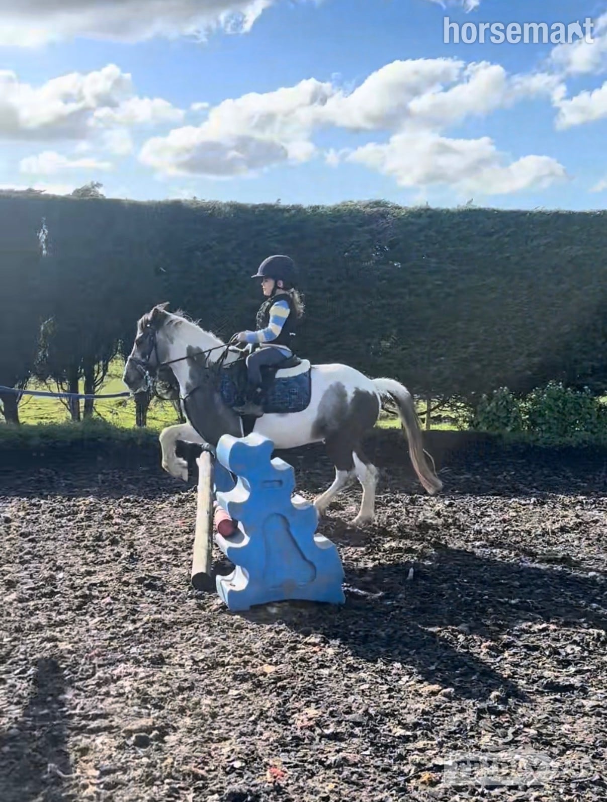 "Munchkin" Blue &amp; White Gelding Pony Club Pony - Horses in Durham