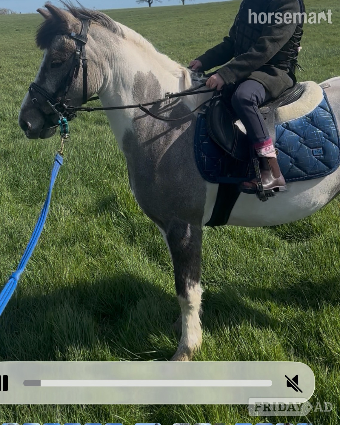 Durham "Munchkin" Blue &amp; White Gelding Pony Club Pony