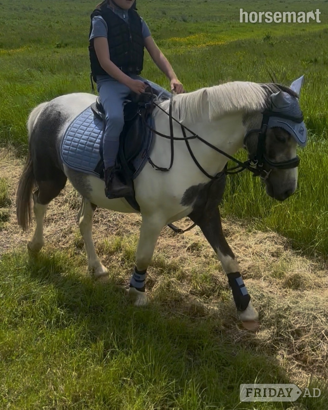 "Munchkin" Blue &amp; White Gelding Pony Club Pony in Durham