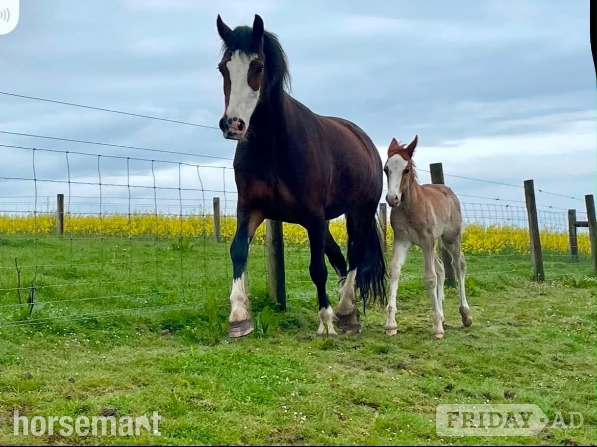 "Afterglow Keepsake" Bay Mare Broodmare in Bude