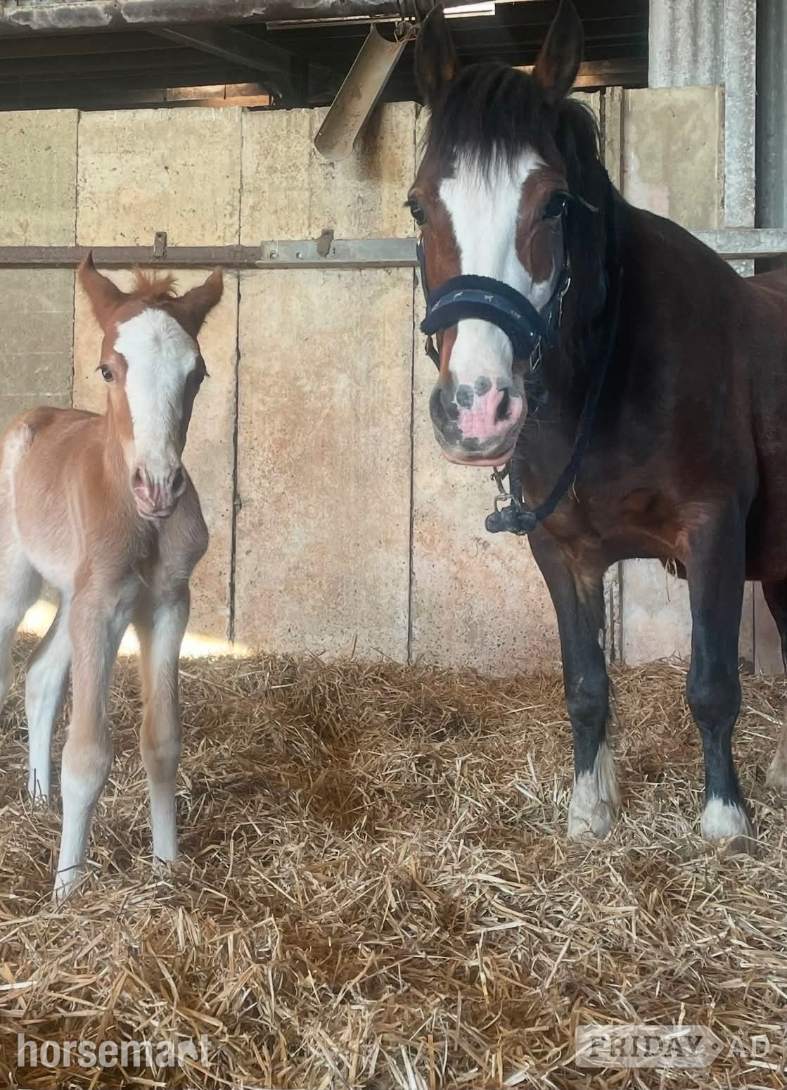 "Afterglow Keepsake" Bay Mare Broodmare