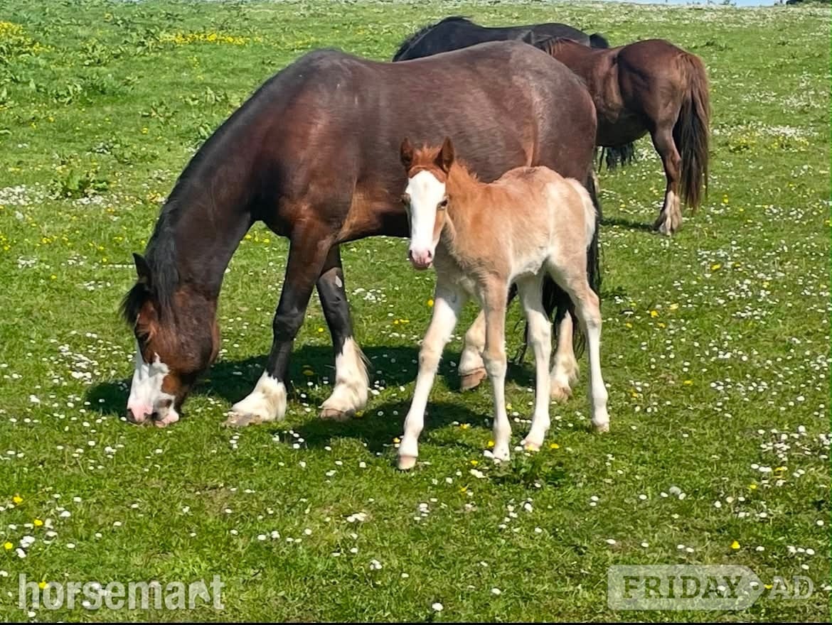 "Afterglow Keepsake" Bay Mare Broodmare - Horses in Bude