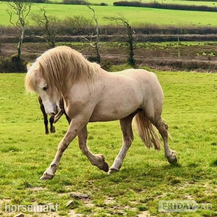 "Afterglow Keepsake" Bay Mare Broodmare - Horses