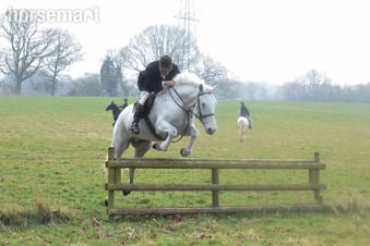 "Vincent" White Gelding All Rounder