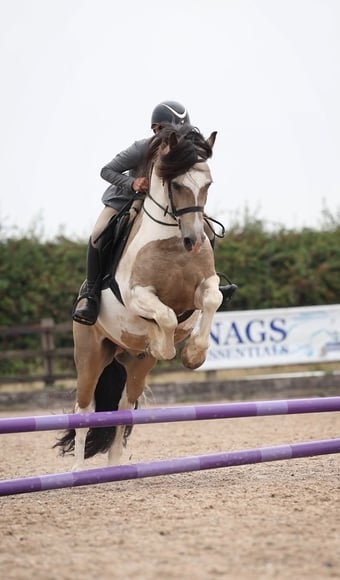 "BRYNITHON CANDY MAN aka Elvis" Tri-Coloured Gelding All Rounder