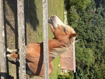 Pony for Full Loan