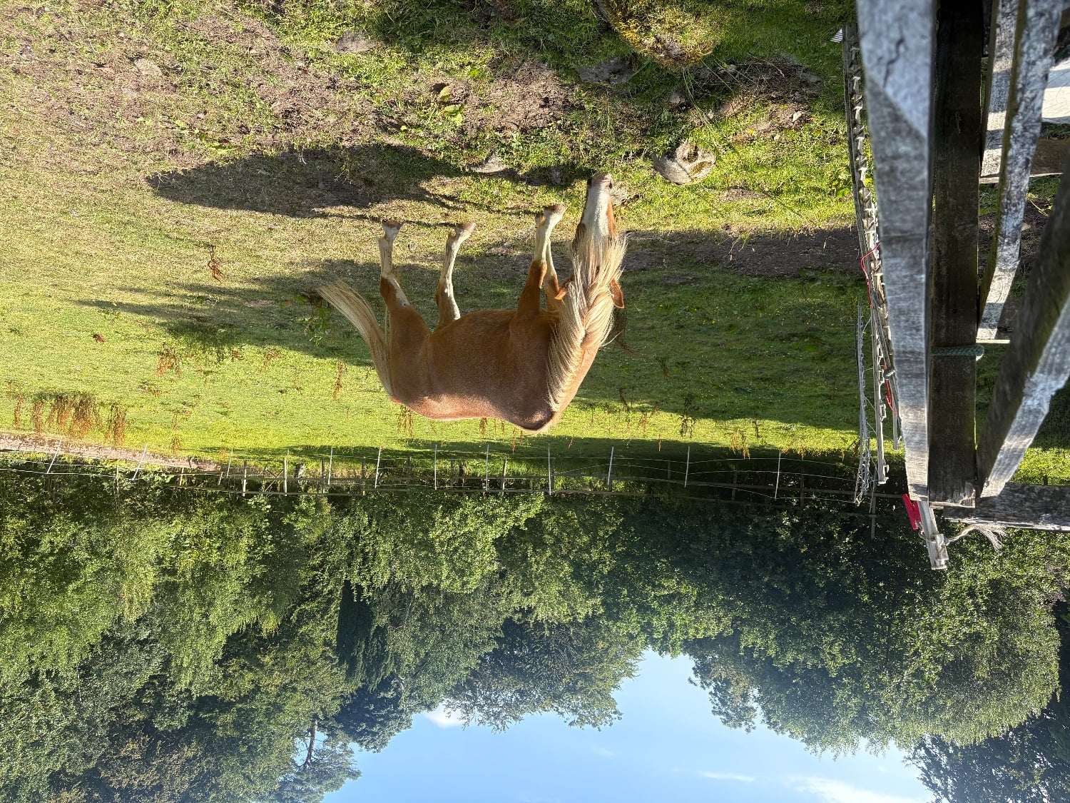 Maybole Pony for Full Loan