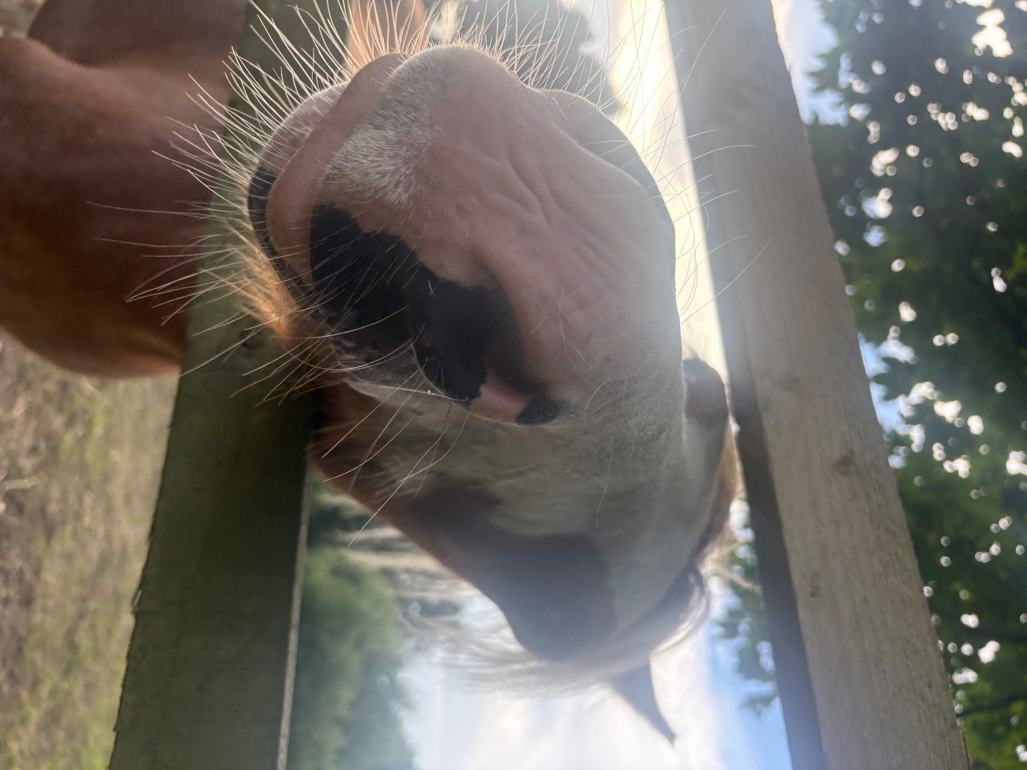 Pony for Full Loan - Horses in Maybole