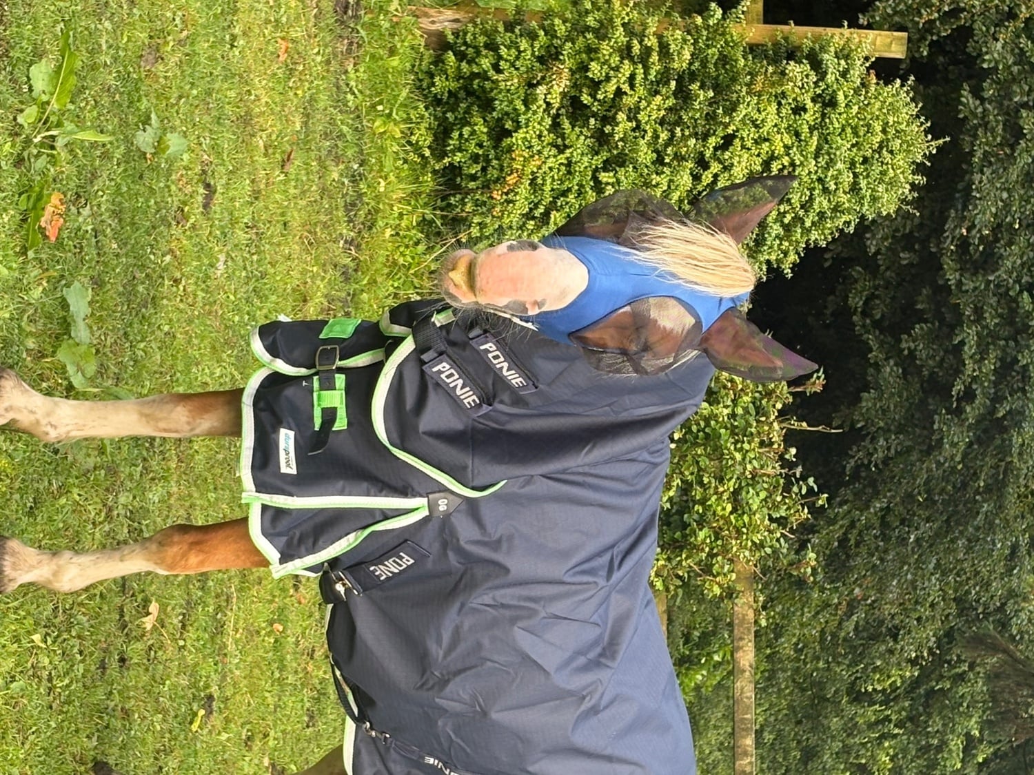Pony for Full Loan - Horses