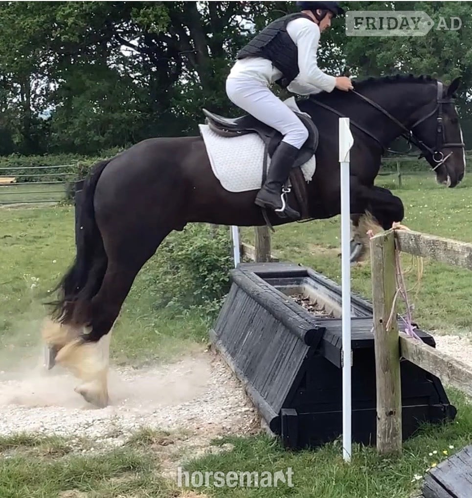"Benny" Black Gelding All Rounder - Horses in Wool