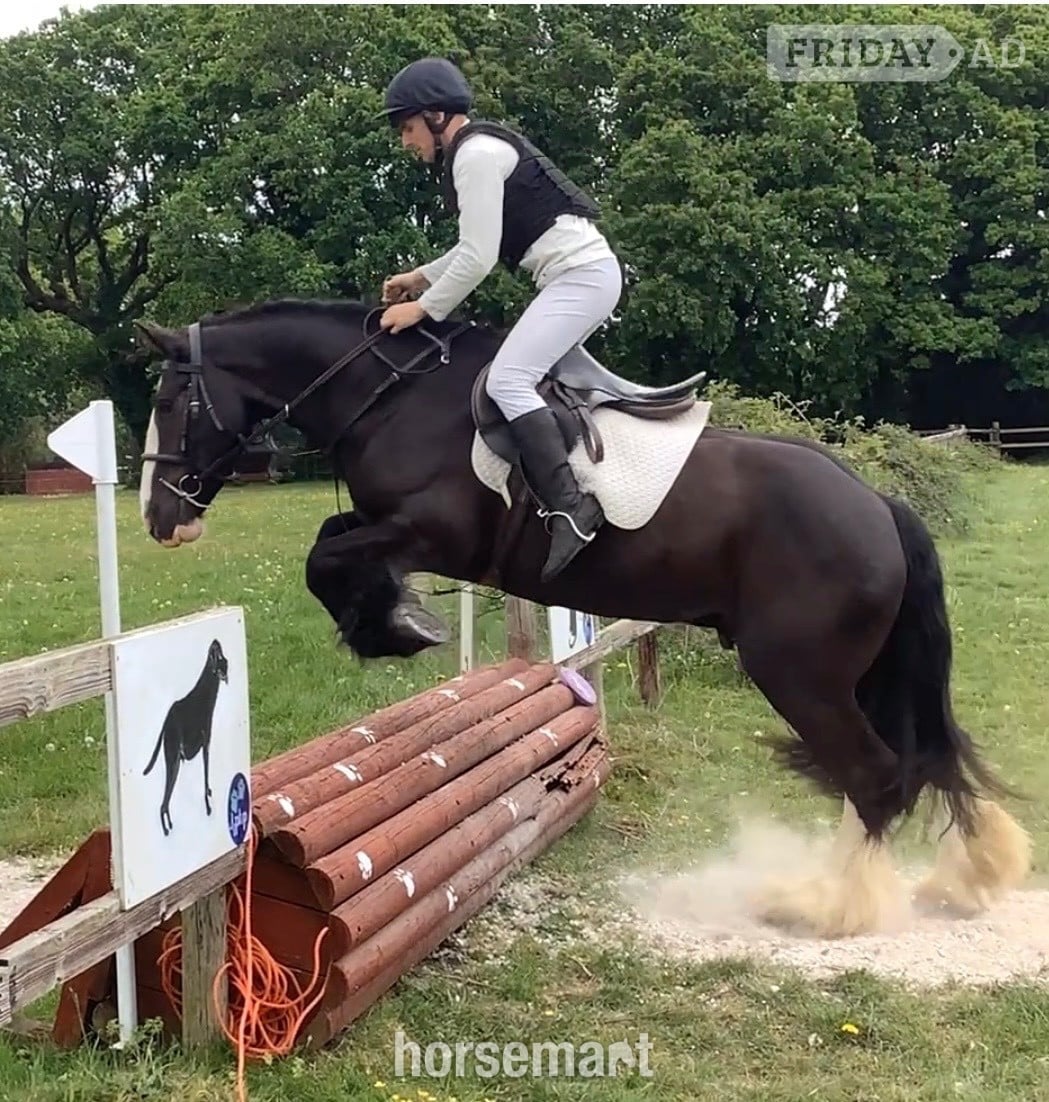 Wool "Benny" Black Gelding All Rounder