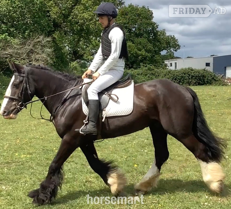 "Benny" Black Gelding All Rounder in Wool
