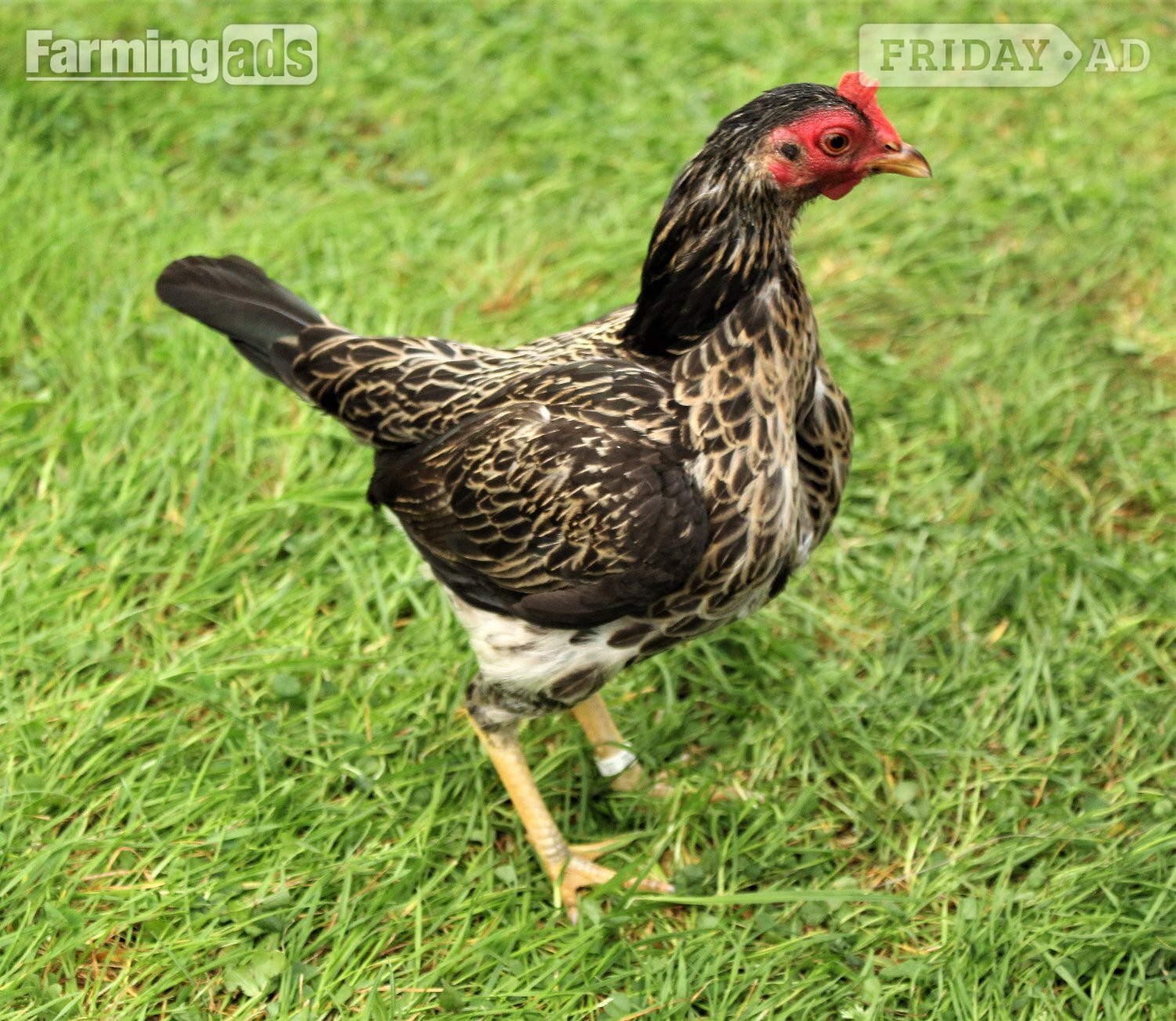 Bantams for sale in Stonehouses