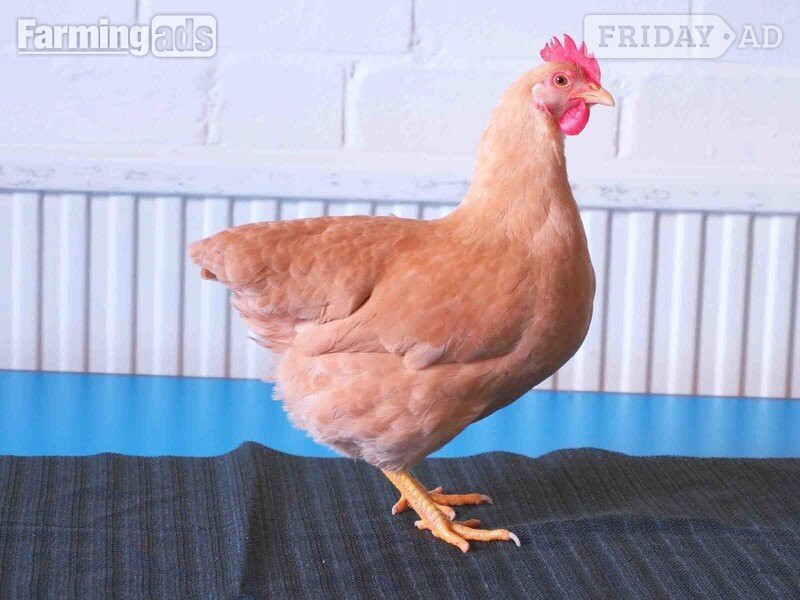 Bantams for sale