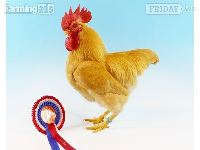 Stonehouses Bantams for sale