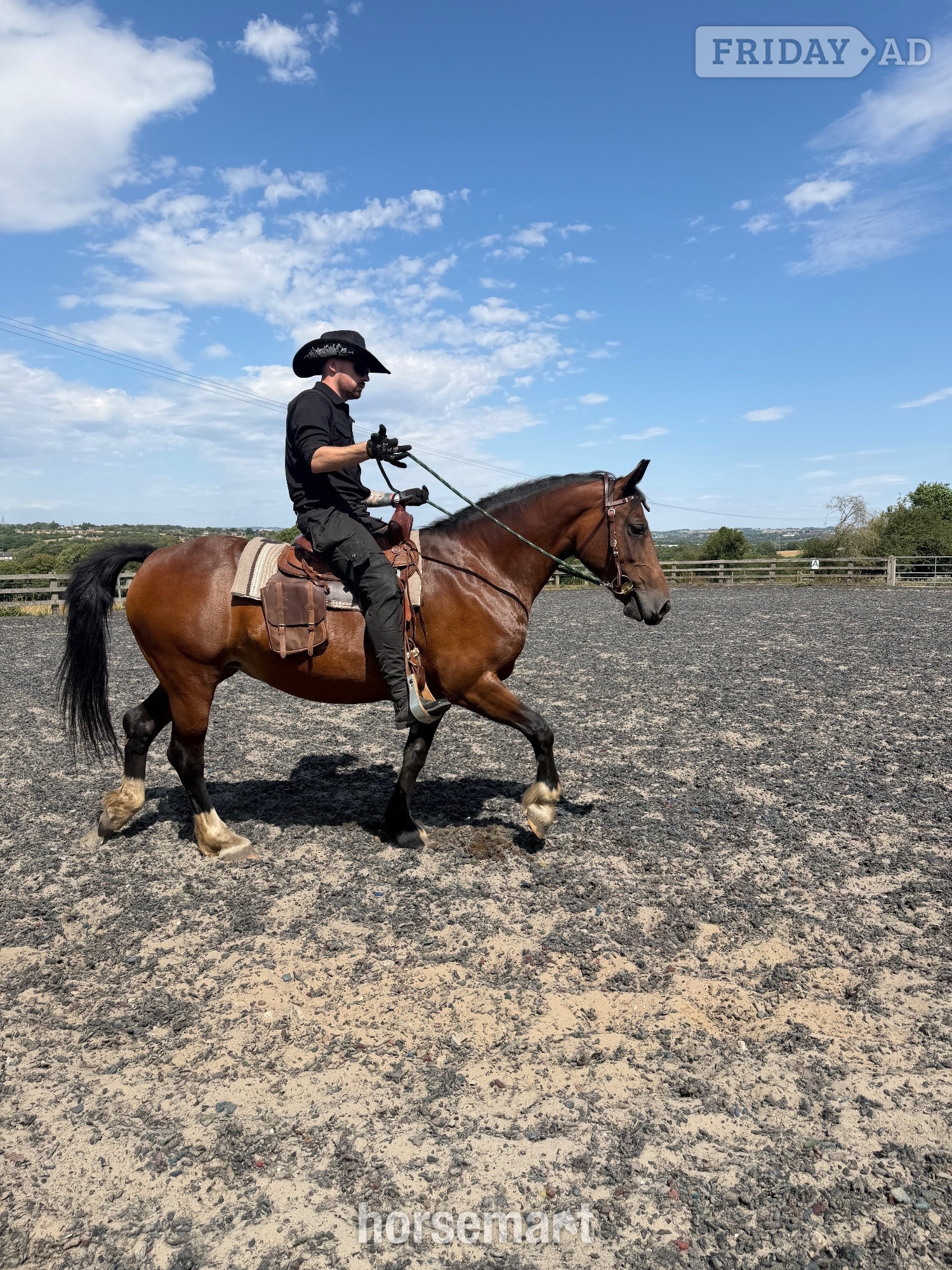 14’2 Welsh D mare - Full loan / part loan  in Stanley Common